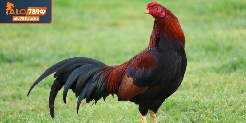 Cách Nuôi Gà Đá ALO789 Nâng Tầm Chiến Kê Phá Đảo Đấu Trường 1 Tại sao cách nuôi gà đá ALO789 lại quan trọng?