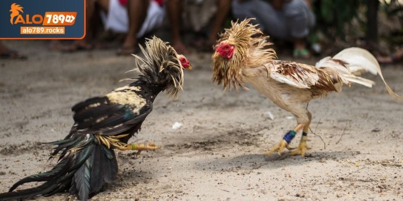 Đá Gà 4K ALO789 Thăng Hoa Cảm Xúc Với Công Nghệ Đỉnh Cao 2 Đá gà 4K ALO789 cựa dao
