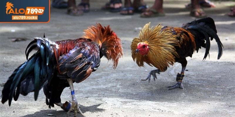 Màu Mạng Đá Gà Theo Ngày ALO789 Bí Quyết Chuẩn Từ Sư Kê 3 Xem màu mạng đá gà theo ngày ALO789 âm lịch