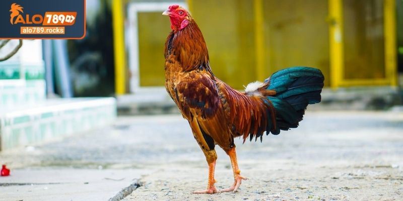 Màu Mạng Đá Gà Theo Ngày ALO789 Bí Quyết Chuẩn Từ Sư Kê 2 Chi tiết cách xem màu mạng đá gà theo ngày ALO789