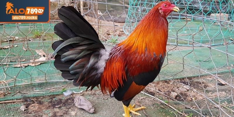 Màu Mạng Đá Gà Theo Ngày ALO789 Bí Quyết Chuẩn Từ Sư Kê 1 Màu mạng đá gà theo ngày ALO789 nguồn gốc bí ẩn